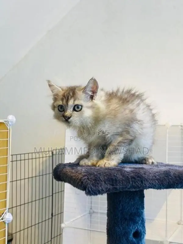 Persian Kitten