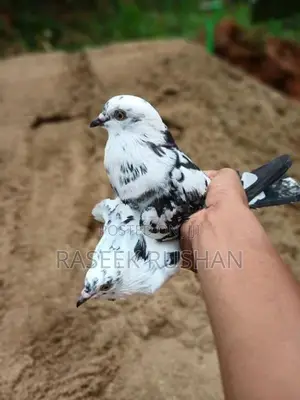 Timing Pigeon