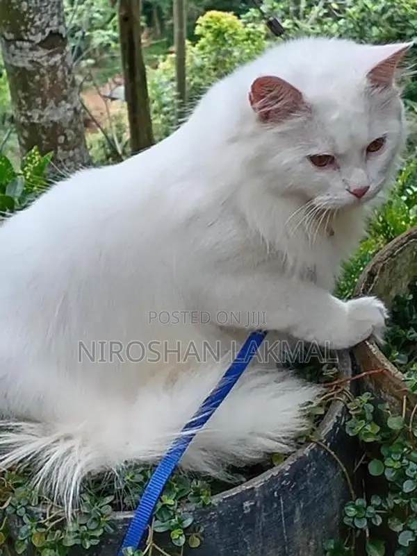 Persian Cat