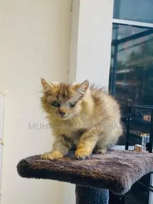 Persian Kitten