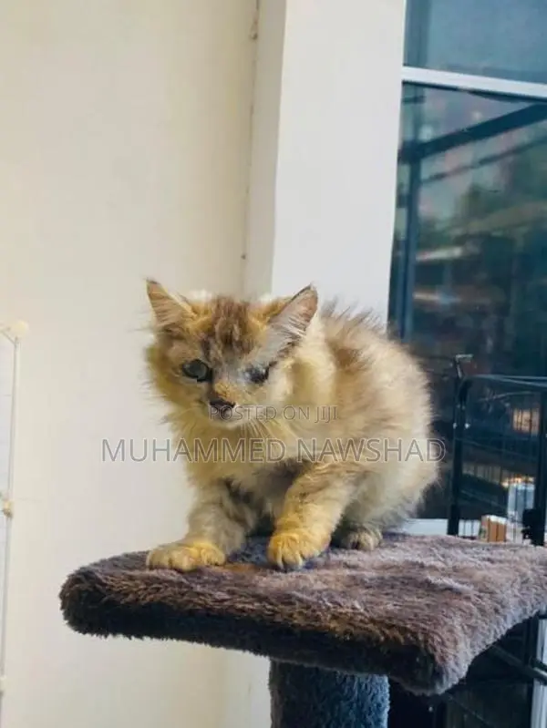 Persian Kitten