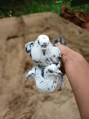 Timing Pigeon