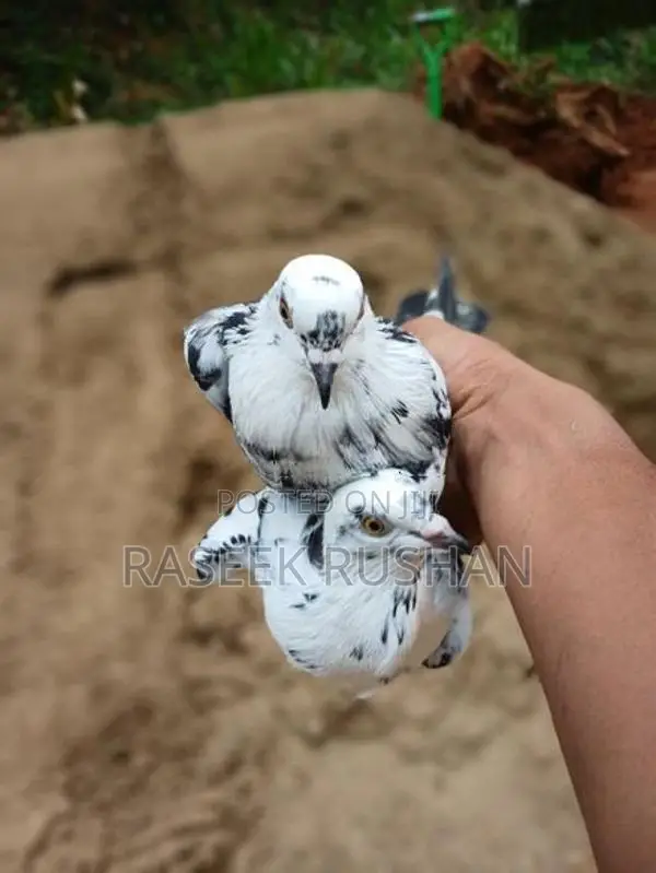 Timing Pigeon
