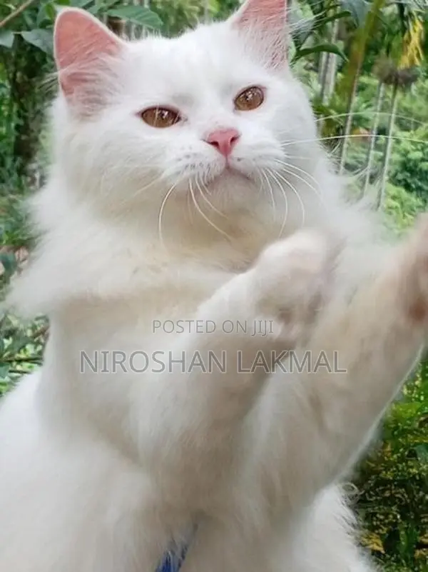 Persian Cat