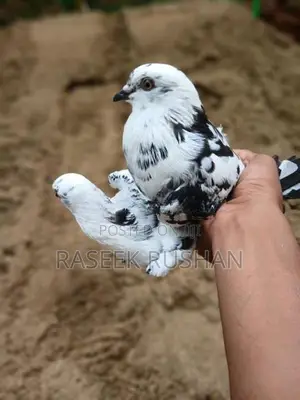Timing Pigeon