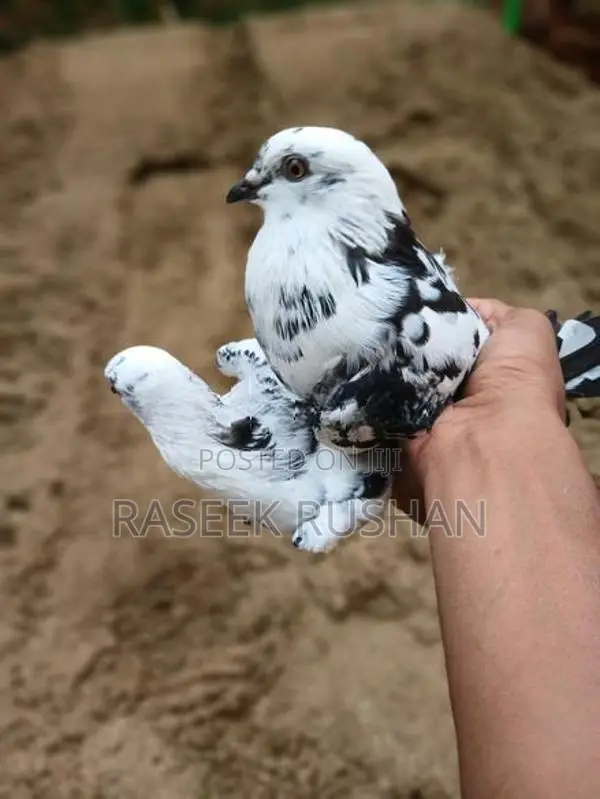 Timing Pigeon