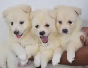 Pomeranian Puppies