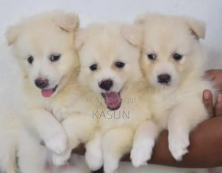 Pomeranian Puppies