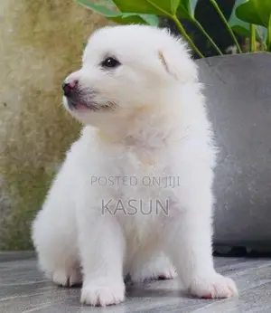 Pomeranian Puppies