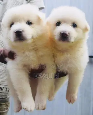 Pomeranian Puppies