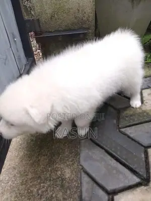 Pomeranian Puppies