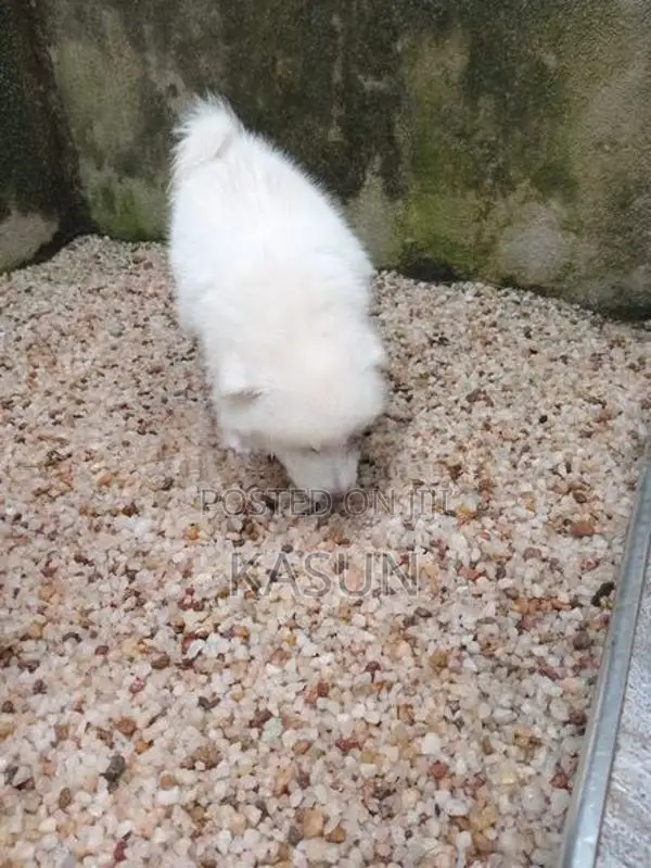 Pomeranian Puppies