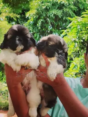 Shih Tzu Puppies