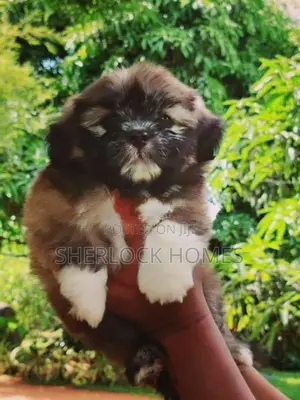 Shih Tzu Puppies