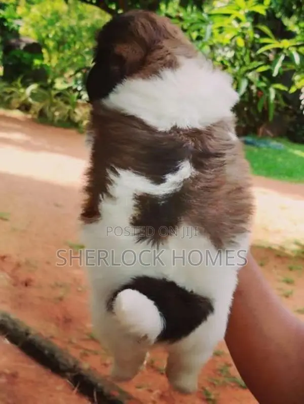 Shih Tzu Puppies