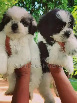 Shih Tzu Puppies