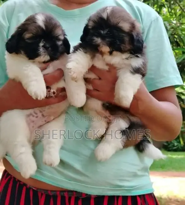 Shih Tzu Puppies
