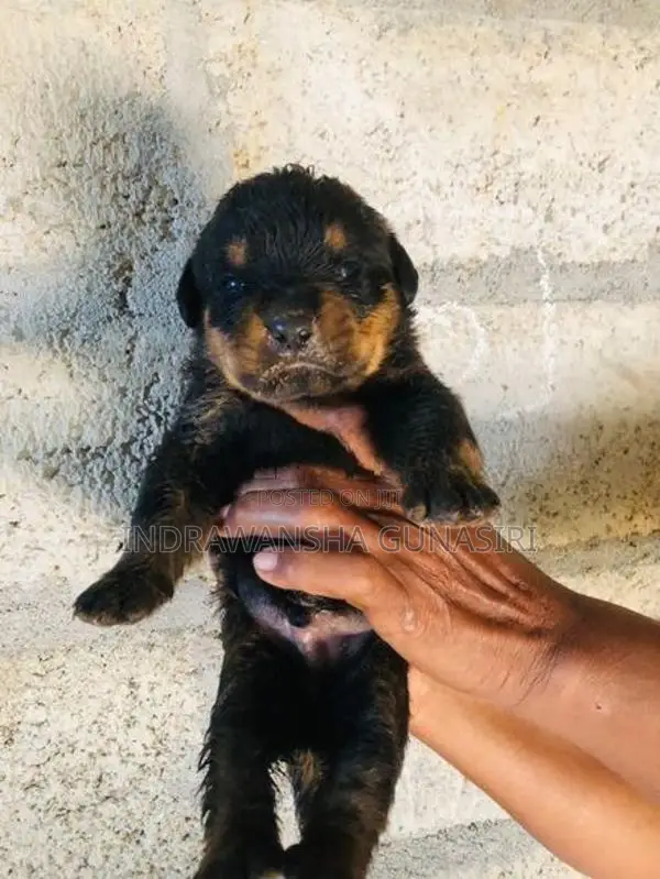 Rottweiler Dog