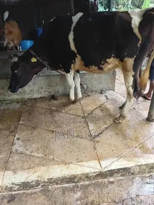 Farm Cow