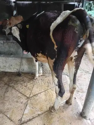 Farm Cow