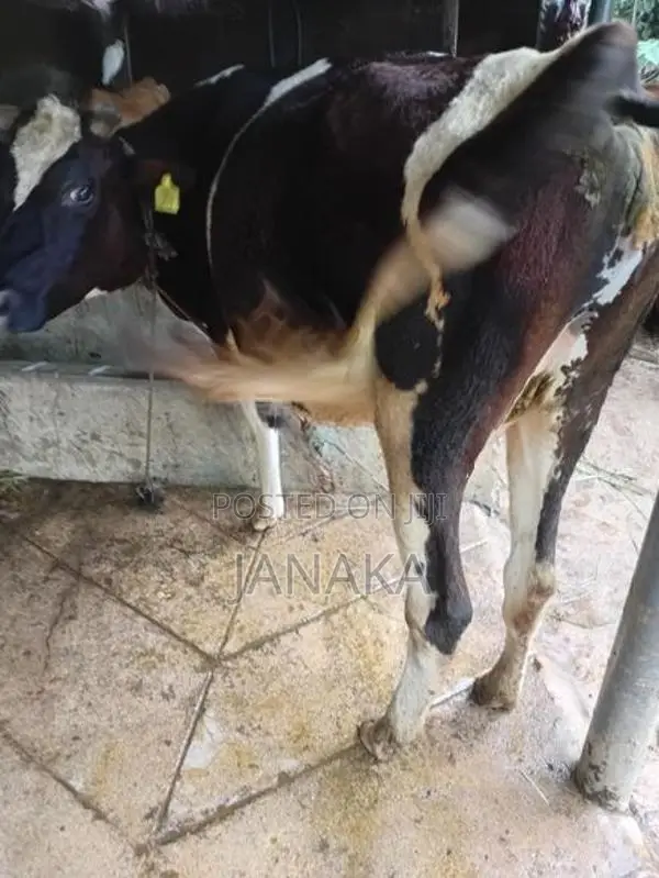 Farm Cow