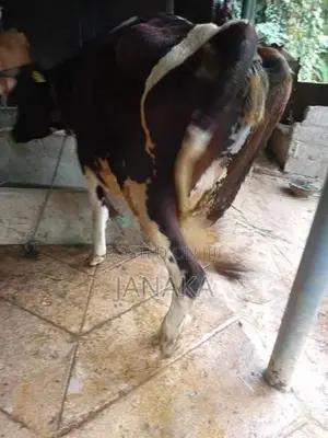 Farm Cow