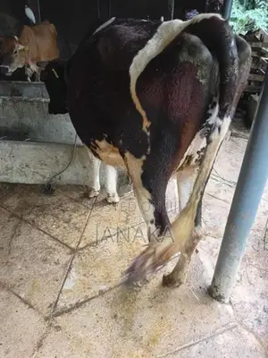 Farm Cow