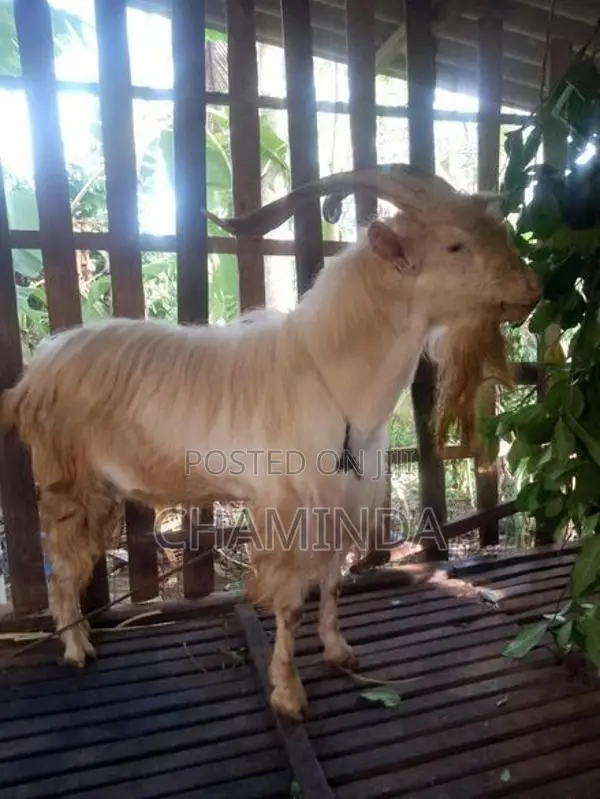Farm Goat