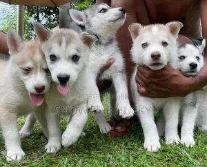 Husky Puppies