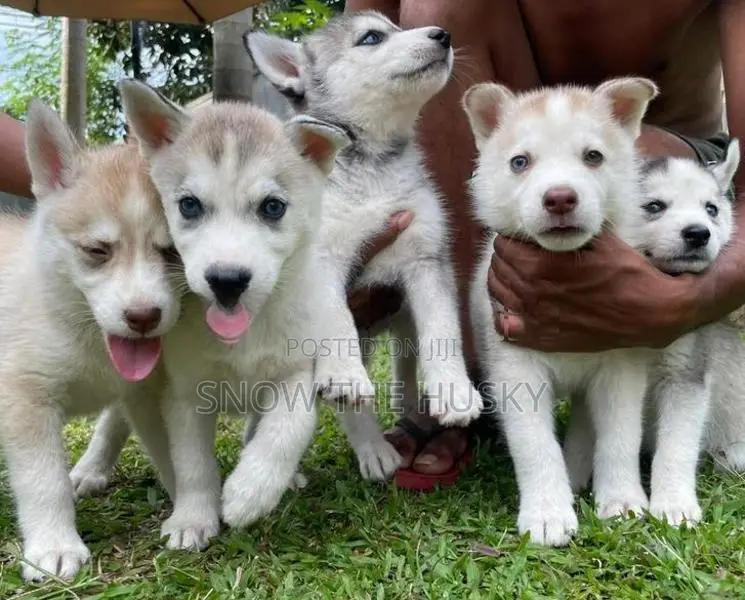 Husky Puppies