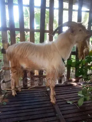 Farm Goat