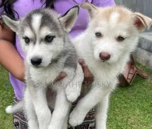 Husky Puppies