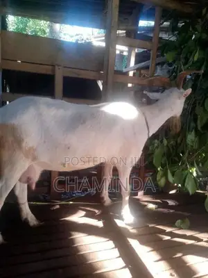 Farm Goat