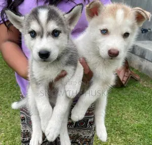 Husky Puppies