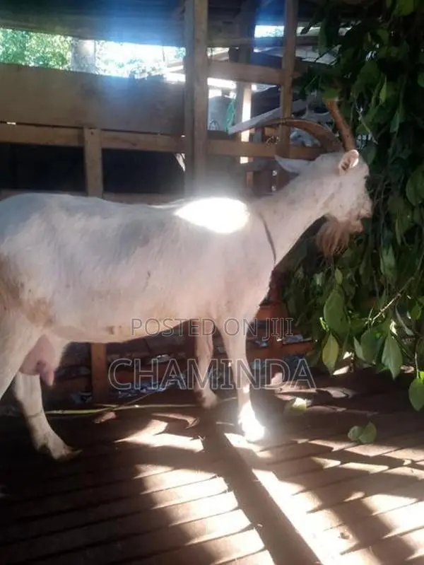 Farm Goat