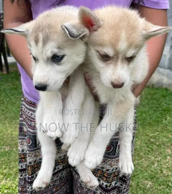 Husky Puppies