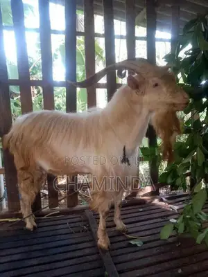 Farm Goat