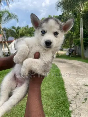 Husky Puppies