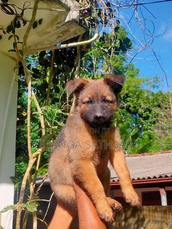 German Shepherd Puppies