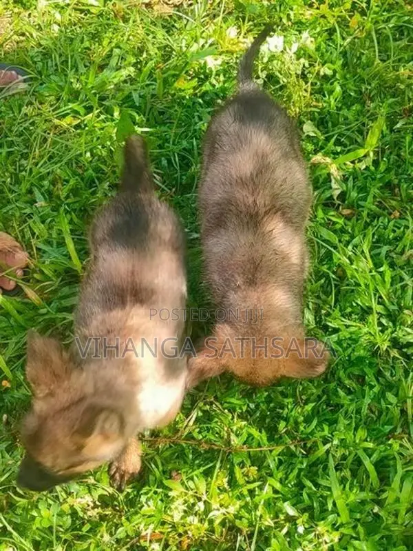 German Shepherd Puppies