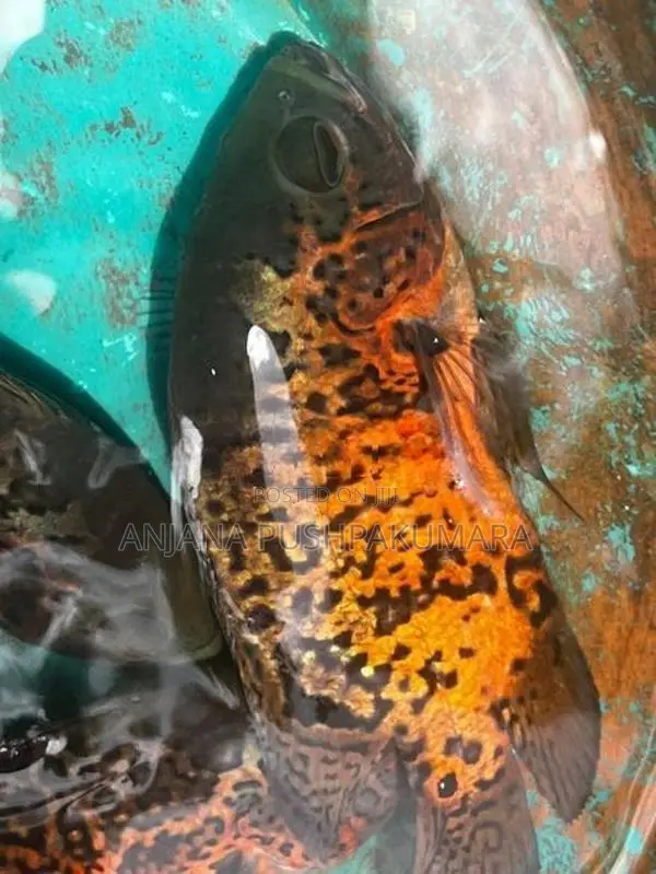 Oscar Fish