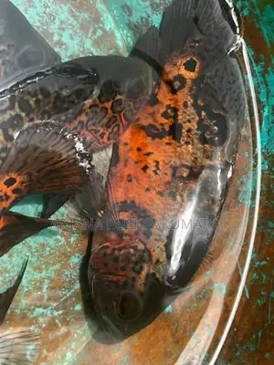 Oscar Fish