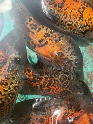 Oscar Fish