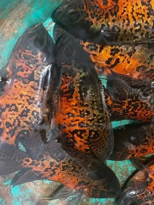 Oscar Fish