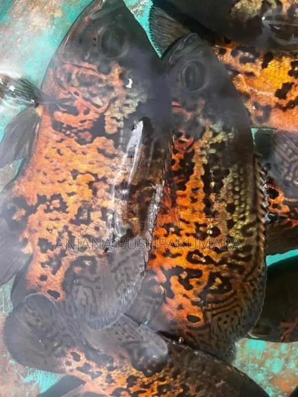 Oscar Fish
