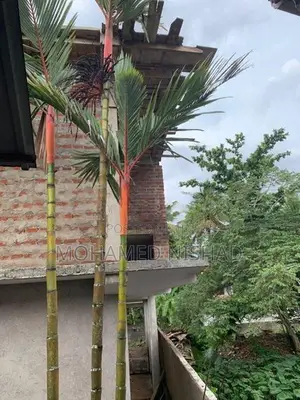 Palm Trees