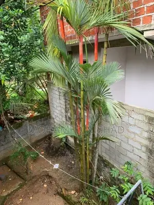 Palm Trees