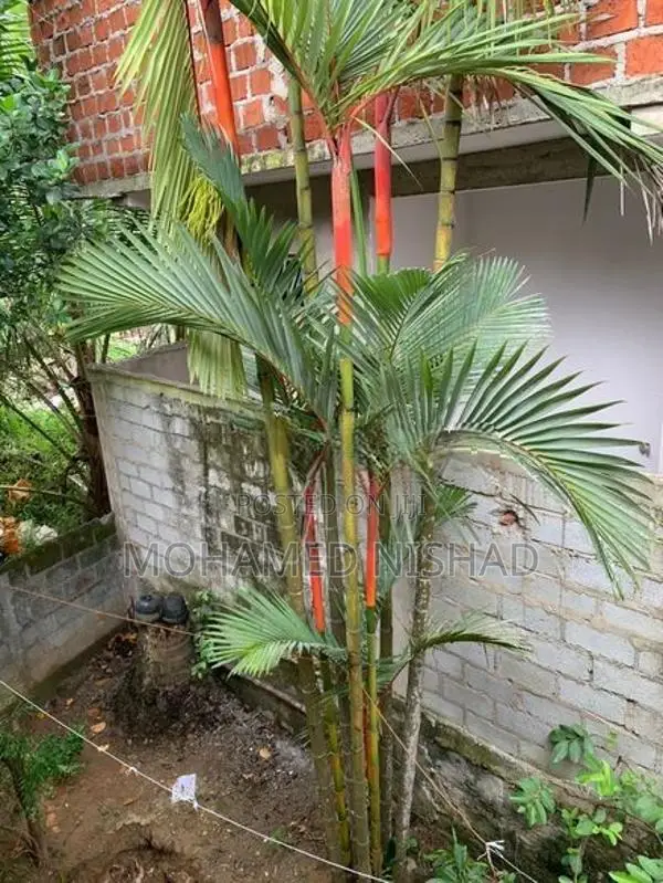 Palm Trees