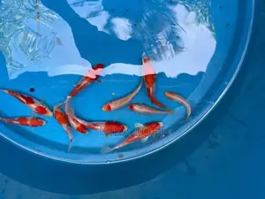 Koi Tosai Fish