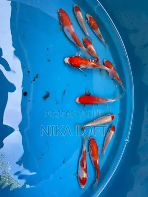 Koi Tosai Fish